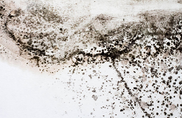 black mold prevention