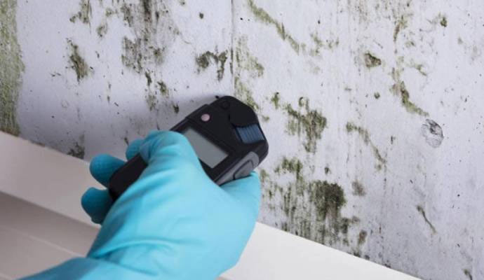 Mold inspection device in hand