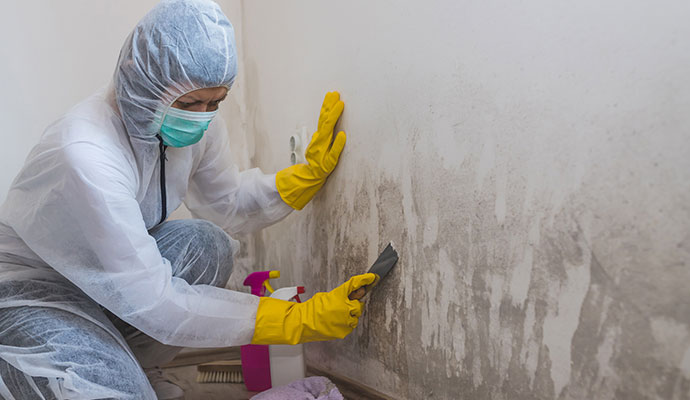 Mold Remidatiuion