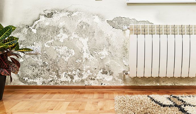 Mold damaged structural wall
